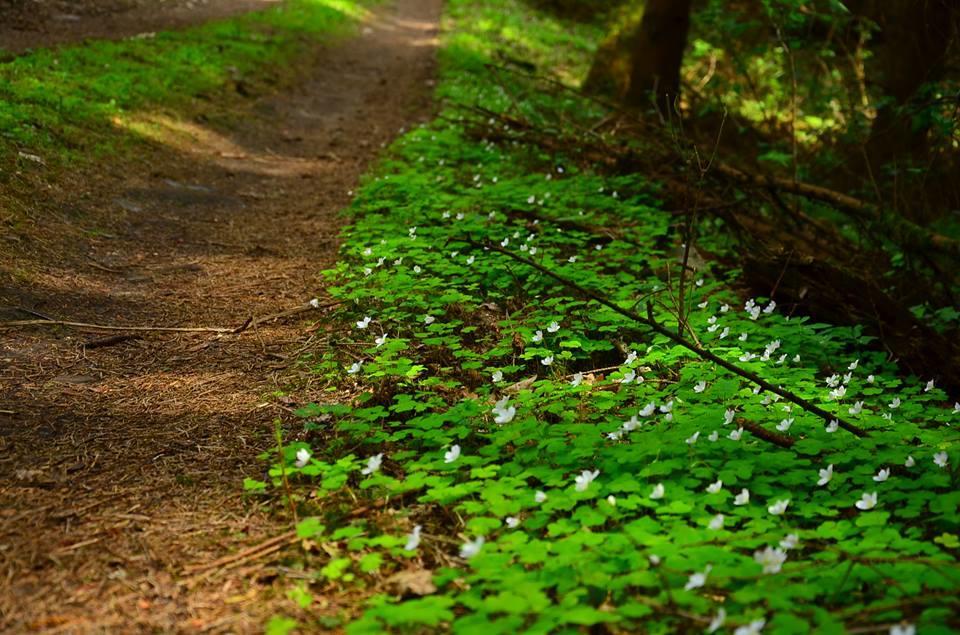 Gospodarstwo Nad Jeziorem Zalom  Экстерьер фото
